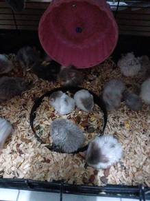 hamster chambell bulu biri²