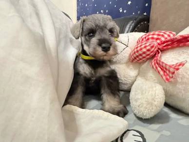 Schnauzer 