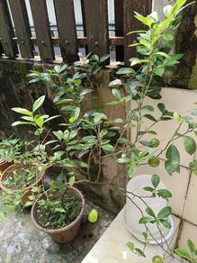 pokok limau kasturi