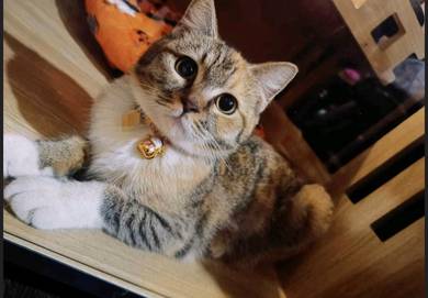 Female Calico 1 year