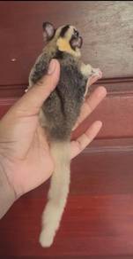 sugar glider fmale