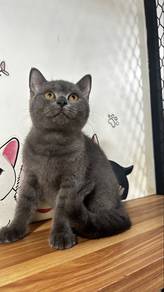 bsh