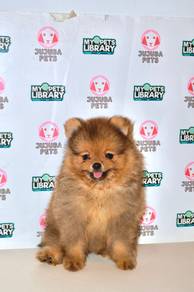 v2 Lovely Pomeranian Dog