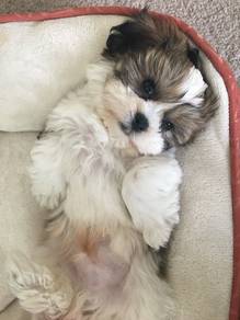 Tippy-toed Adorable Teddy Bear Companion Baby Dog