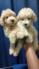 poodle 