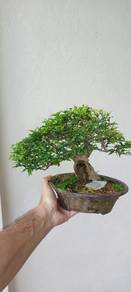 Bonsai Jeliti Daun kecil