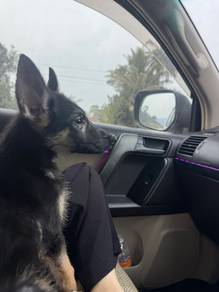German Shepherd — Ready for New Home