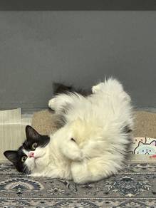 BLH mix persian