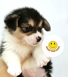 Hrr5505 KL Welsh Corgi puppies tri color