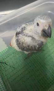 Burung African grey parrot Hand feed Siap