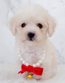 Poodle