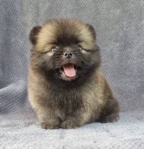 POMERANIAN PUPPIES A144 🌻 Sort of shine Boy~Girl