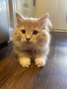 Cream Mainecoon Kitten