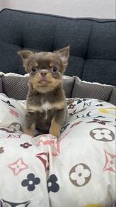 Rere Color chihuahua female puppy f1