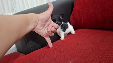 Chihuahua Super Mini