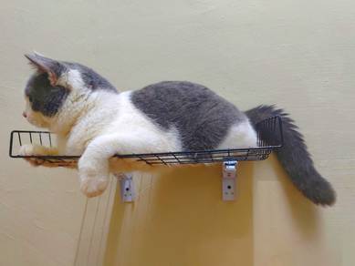 kucing 