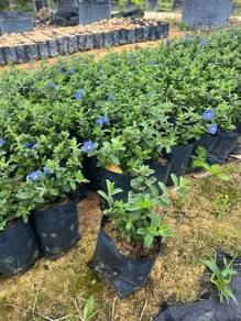 Blue Daze / Evolvulus Glomeratus