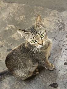 kucing betina 