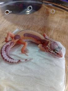 Leopard Gecko 