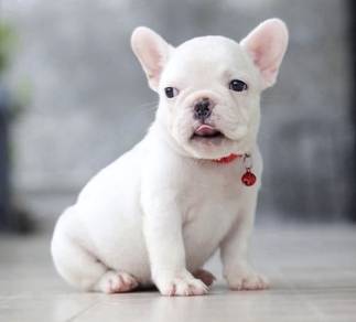 FRENCH BULLDOG PUPPIES 🌻VIP174 ~ Girl