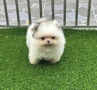 POMERANIAN PUPPIES A211🌻 Fluffy Small ~  Boy