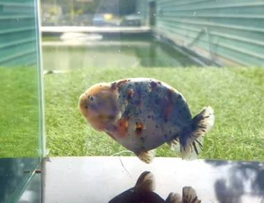 ranchu 4"