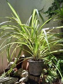 2 Pot x Pandanous Yellow Green