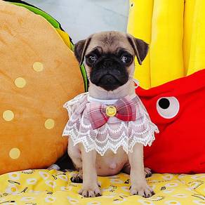 Pug