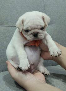 PUG PUPPIES 684 🌻 New Born Male White