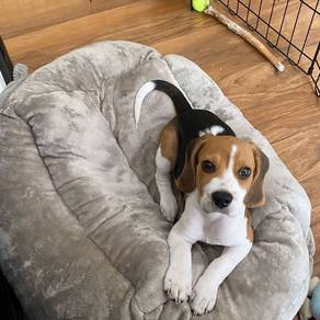 K9380 Fluffy Beagle Charming Curious Nose Puppy Pu