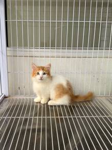 Kucing Munckin