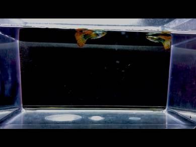Red Dragon Guppy
