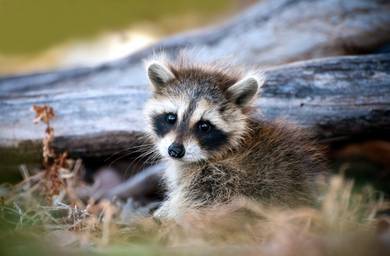 Baby Raccoon jinak
