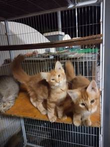 Maincoon kitten