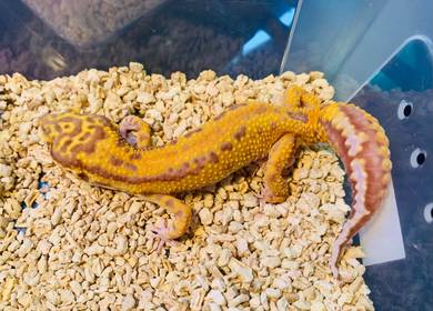Leopard Gecko - Bold