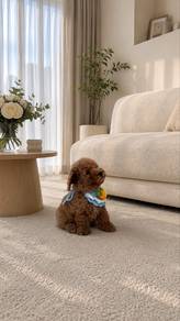 short leg teddy bear tiny poodle baby boy