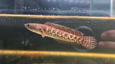 Ikan Channa Auranti Cobra 4inch fish (ACS1-4)