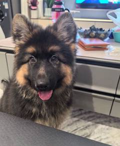 German Shepherd