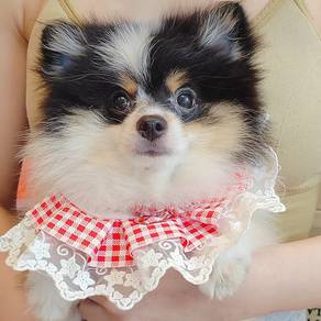 Pomeranian