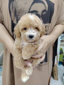 Maltipoo