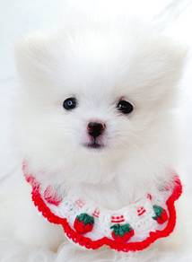 Pomeranian