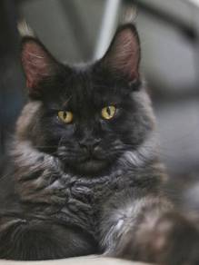 Black Smoke Maine Coon