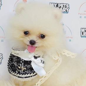 Pomeranain