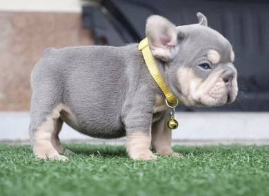 FRENCH BULLDOG PUPPIES🌻VIP15 Lilac Tan ~ Girl