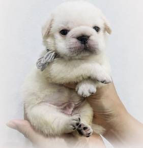 PUG PUPPIES 658 🌻 New Born Male White