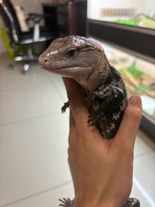 blue tongue skink