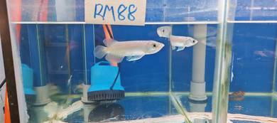 Arowana Green 