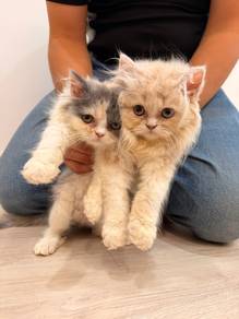 persian kitten 2 month old