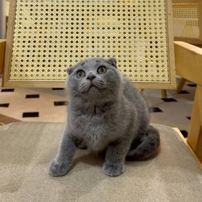 Scottish fold Cat