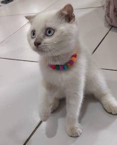 BSH Scottish Fold kitten female